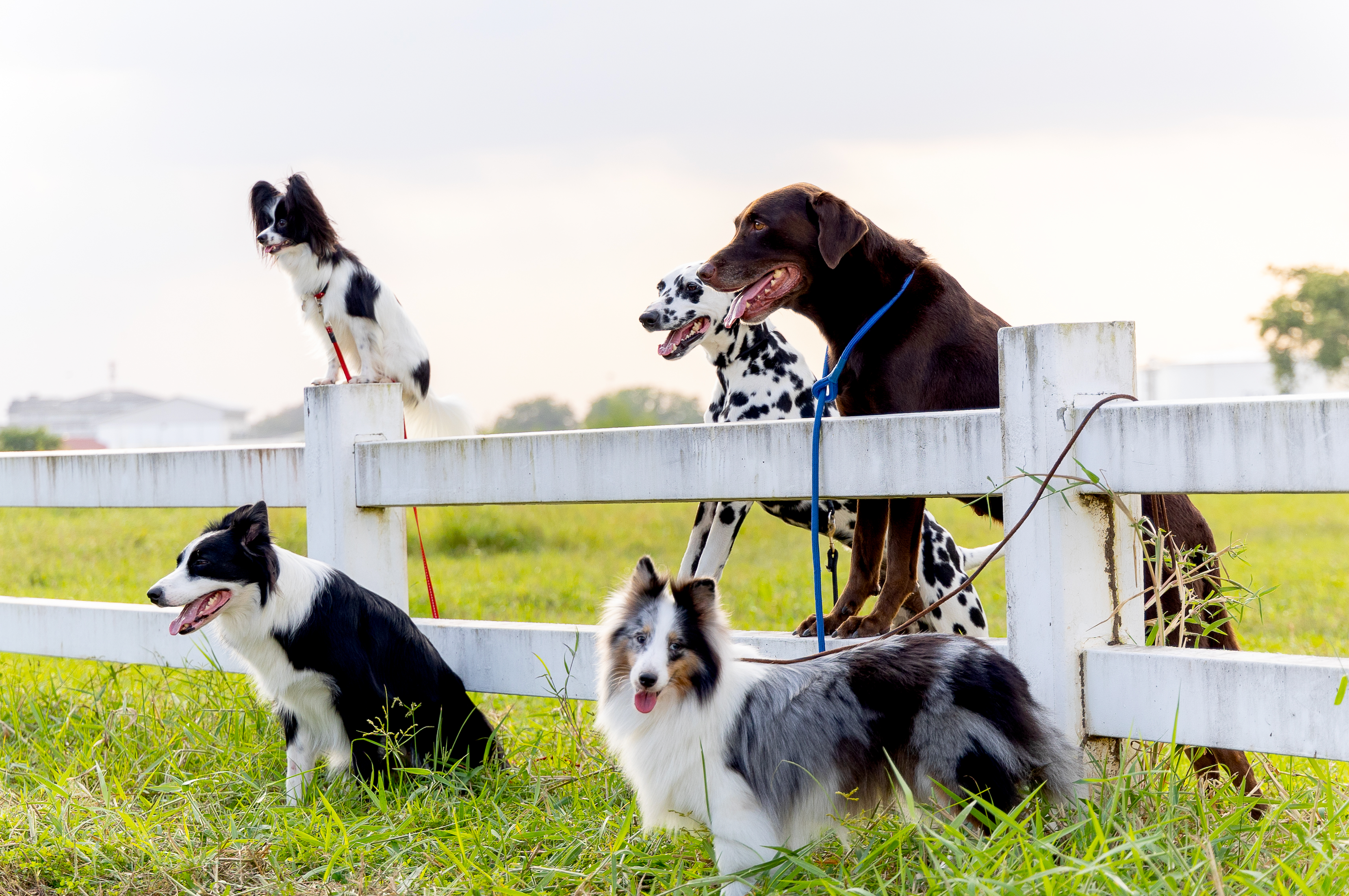 Dog-friendly events in UK that you wouldn't like to miss out!