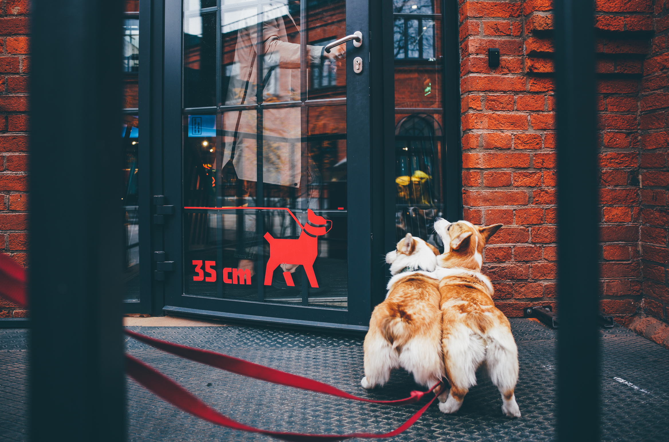 Dog-friendly UK cafés
