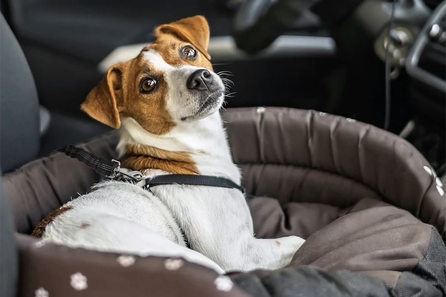 Essential Car Safety Tips for Your Canine Companion - Beyond the Basics