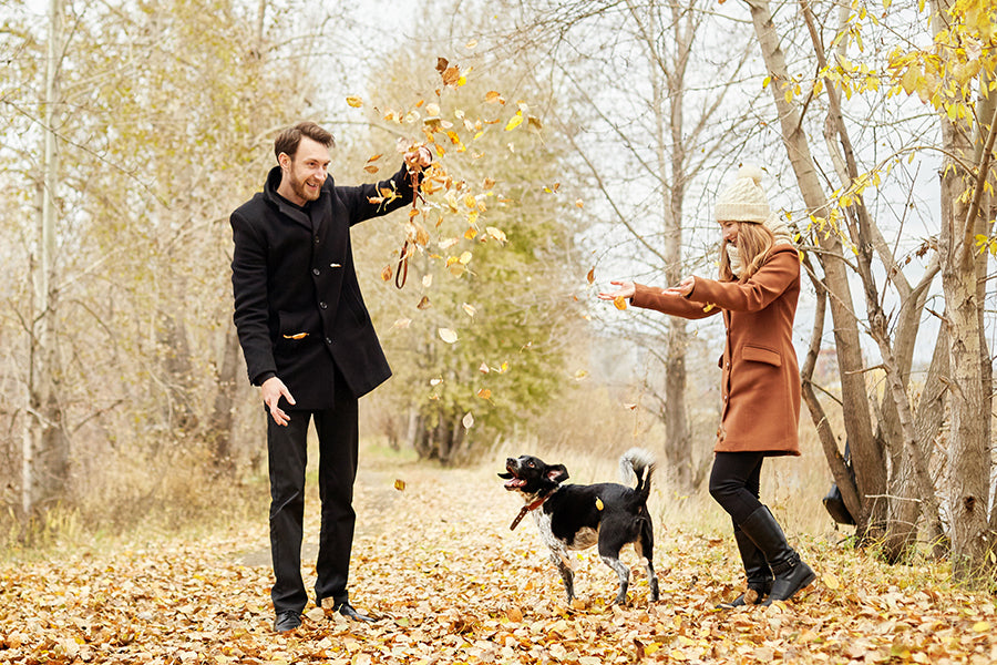 Brits Prioritize Pet Happiness Amidst Economic Challenges: Study Reveals