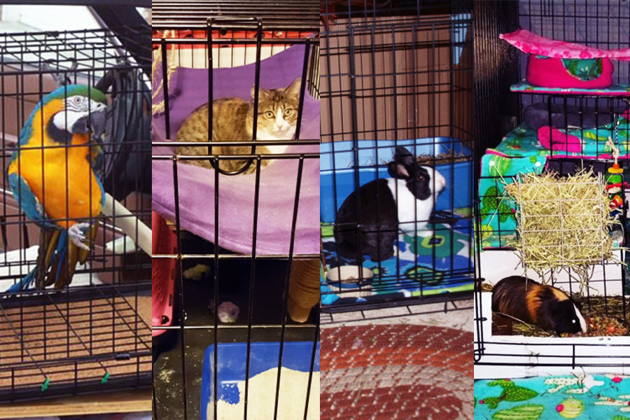 Picture of Versatile Small Dog Crates: Stylish Homes for Pets of All Shapes and Sizes
