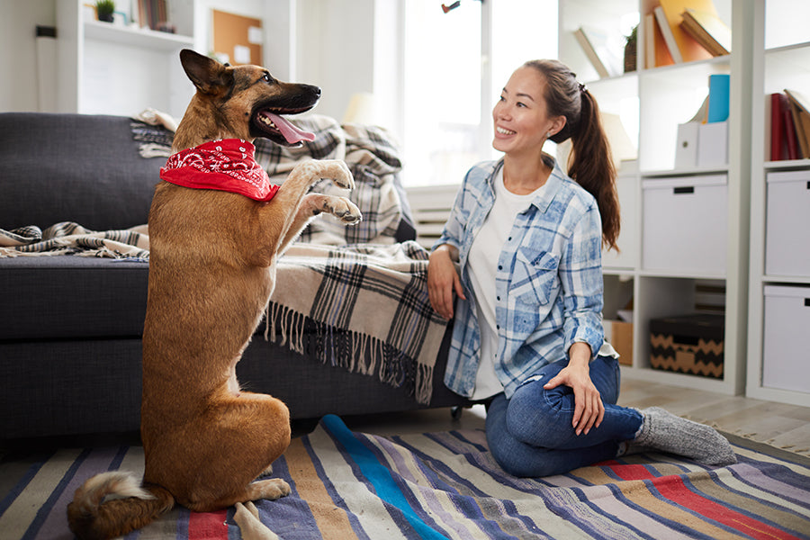 Decoding Dog Body Language: A Guide for Responsible Pet Owners