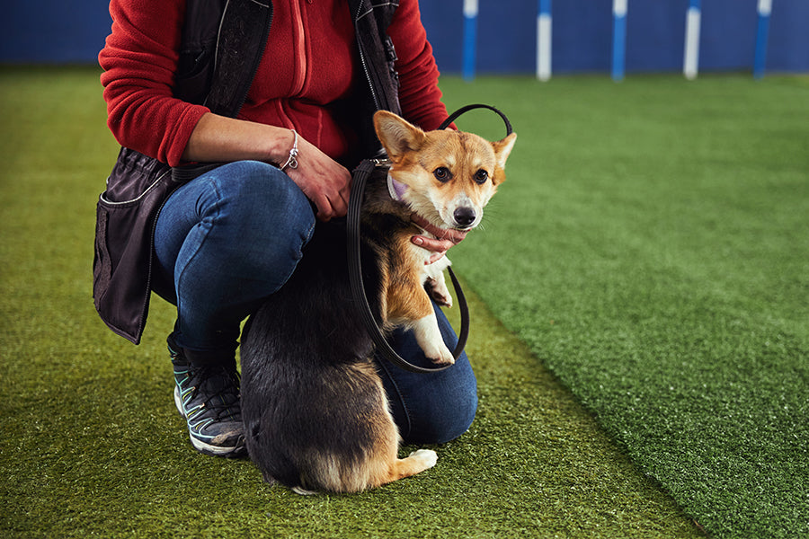 A Vet's Urgent Warning About Artificial Grass Dangers for Dogs