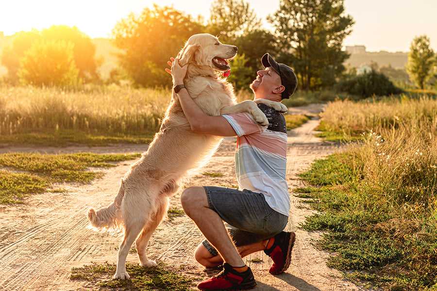 Unveiling Pet Care Priorities: Insights from Pet Owners and Veterinary Nurses