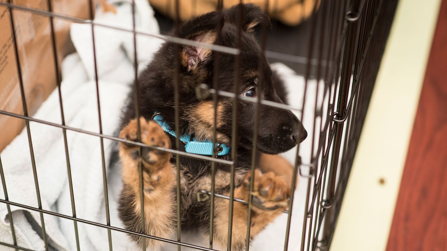 dog crate training, crate training a dog, how to train a puppy