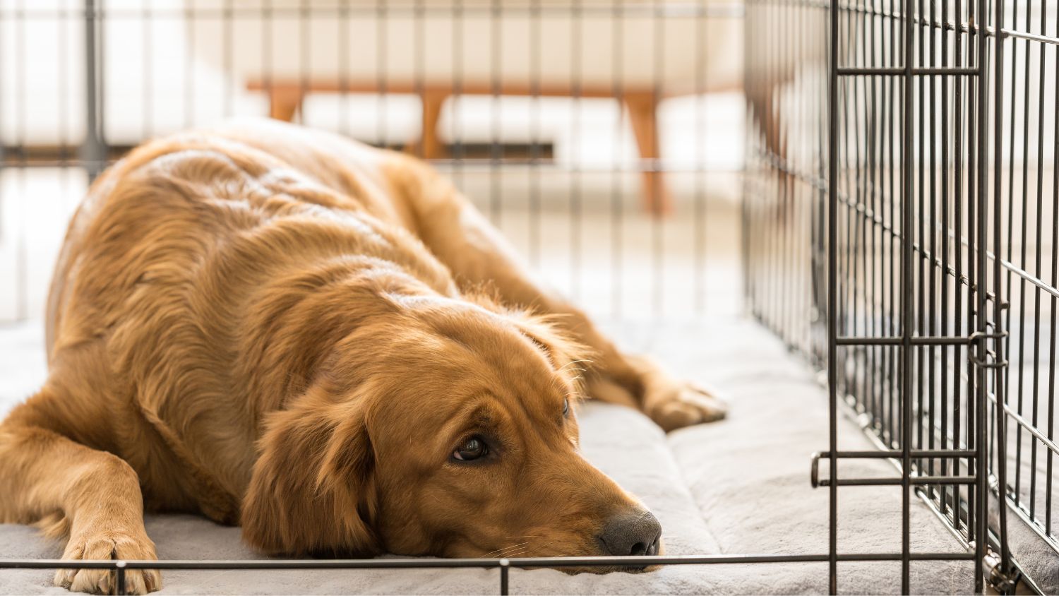 dog crate training