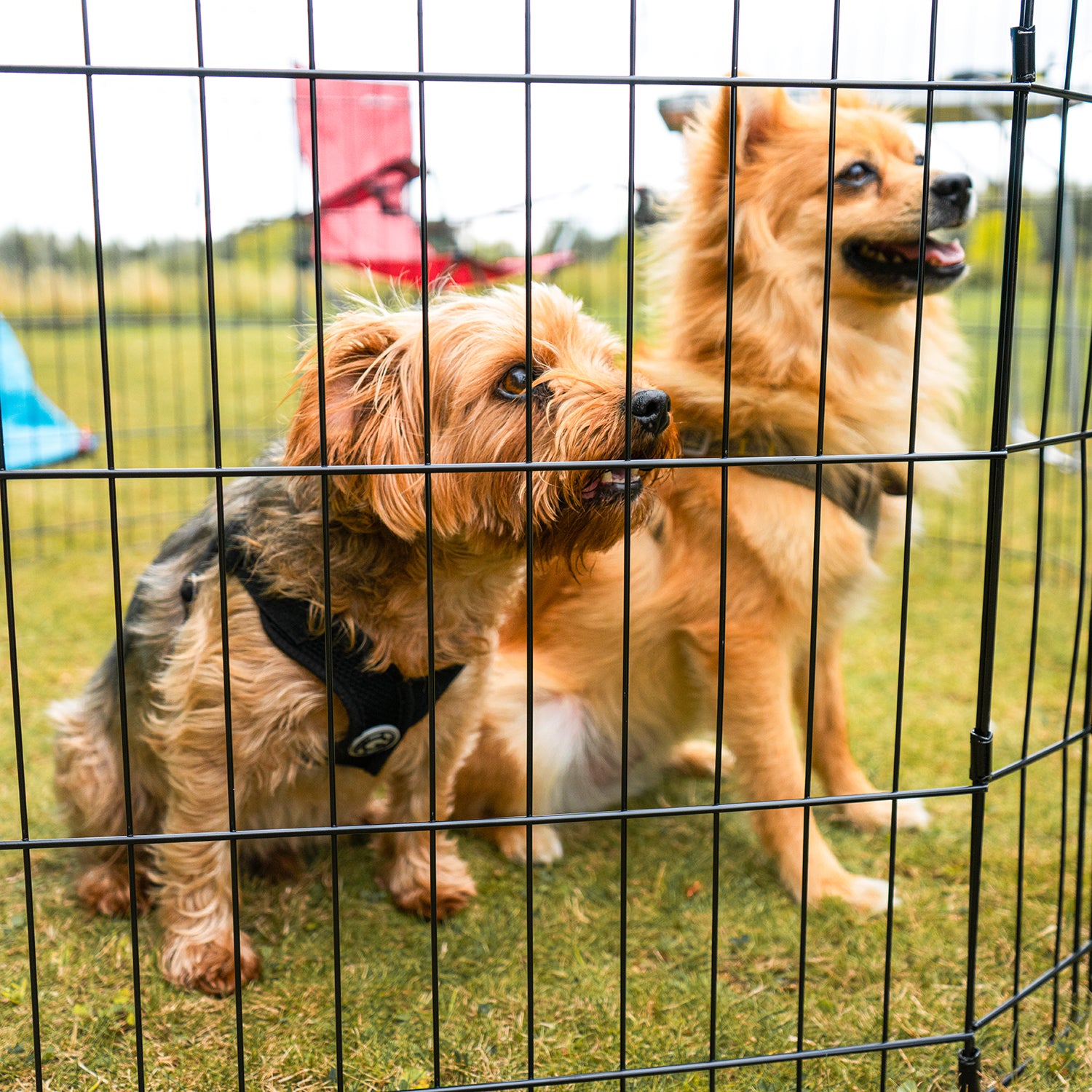 8 Panel Dog Playpen with Door – Portable, Foldable & Outdoor-Ready
